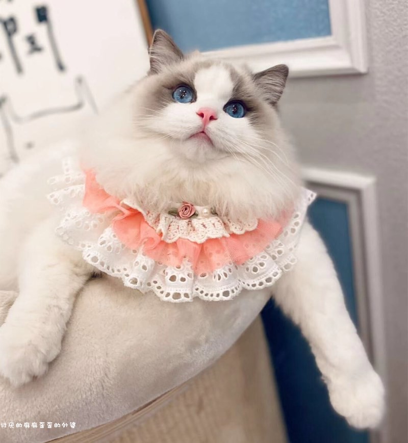 Handmade kitty Puppy pet Pet Ornament Necklace Necklace Bow Bell Butterfly Knot lace Saliva Towel with mouth-Taobao