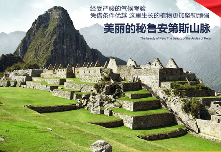 Niu Chitose Peru đen maca maca viên nén nén kẹo nam và nữ thận uống thuốc bổ sức khỏe sản phẩm đích thực - Thực phẩm dinh dưỡng trong nước viên uống kẽm