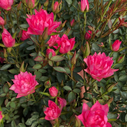 Цинхуа День, месяц, звезда, Tianhe Rose Micro Multi -Sesesen European Europe Moon Lotus Flower Type Тип розового балкона вечеринка розовые сезон