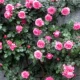 1m5 - 1m7 High/Pink Da Vinci