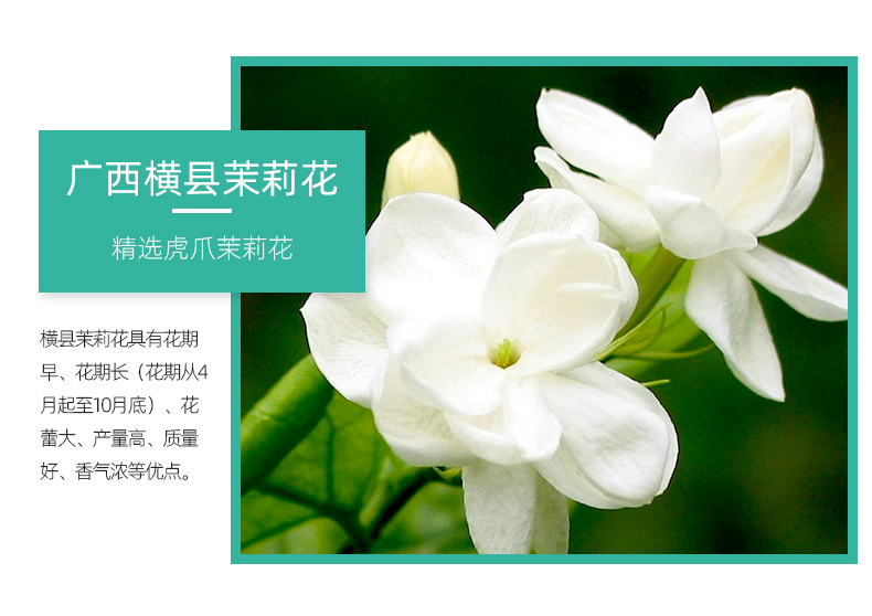 广西老字号 大明山 横县茉莉花茶特级玉螺 250g/罐 图3