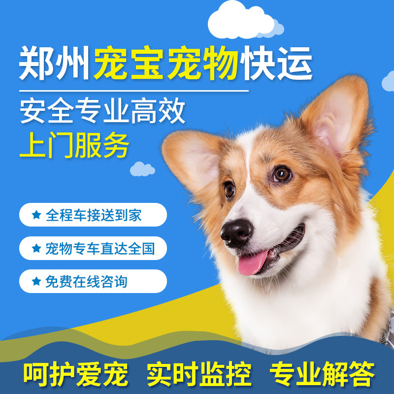 Zhengzhou pet consignment, pet express, dog and cat, random handling, train express, pet car, plane
