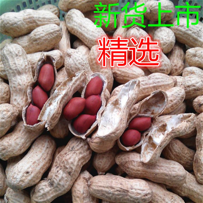 2021 new arrivals fresh peanuts with shell peanuts red dry peanuts Guangdong farmers self-produced and sun-dried small grains