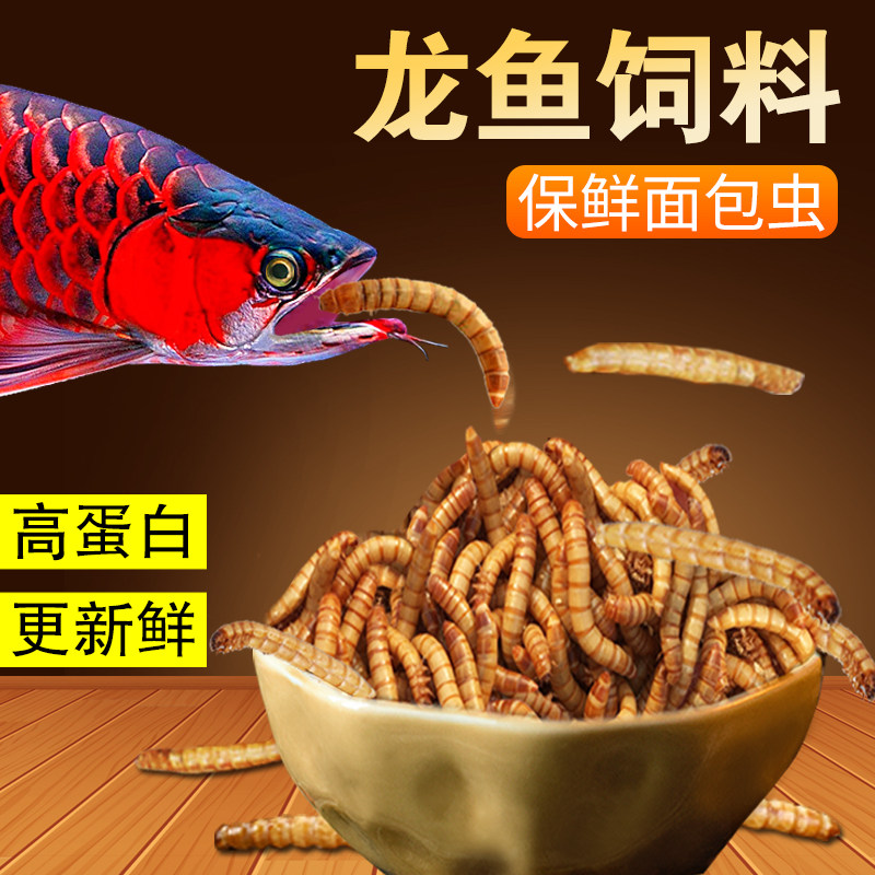 Dragon Fish Feed Golden Dragon Red Dragon Silver Dragon Barley Worm Blood Parrot Fish Food Catering Rohan Tropical Fish Feed Bread Worm-Taobao