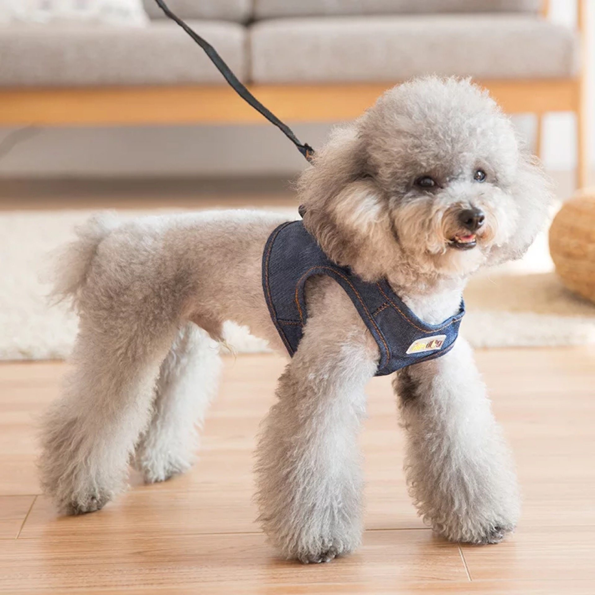 Vest-type pooch Denim Traction Rope Pet Traction with Walking Dog Rope Dog Necklace Teddy Breast Cuddling Bags Summer Supplies