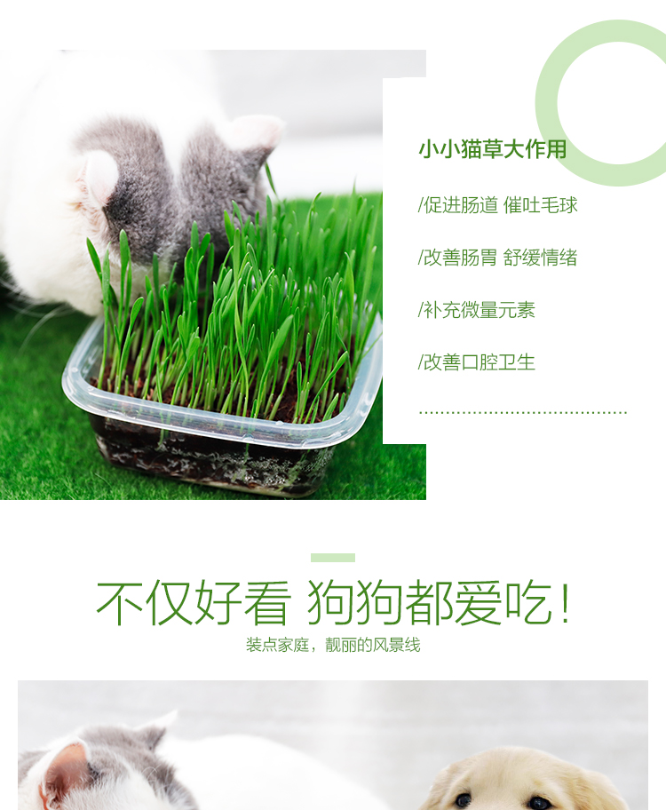 Crystal cat cỏ đặt bóng tóc để giúp tiêu hóa chất lỏng dinh dưỡng catnip mèo cưng mèo ăn nhẹ để gửi đồ chơi - Đồ ăn nhẹ cho mèo thức ăn mèo con