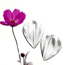 Factory direct imitation English sugar flower texture vein vein indentation cosmos silicone mold bread cold porcelain clay