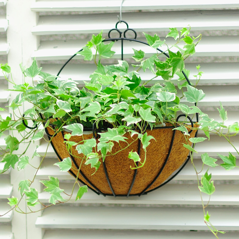 Semi-wall-mounted flowerpot wall Wall Balcony Plant Gold Güm Pan Chants Suspended Flower Pang Basket Hanging Wall Hanging Wall