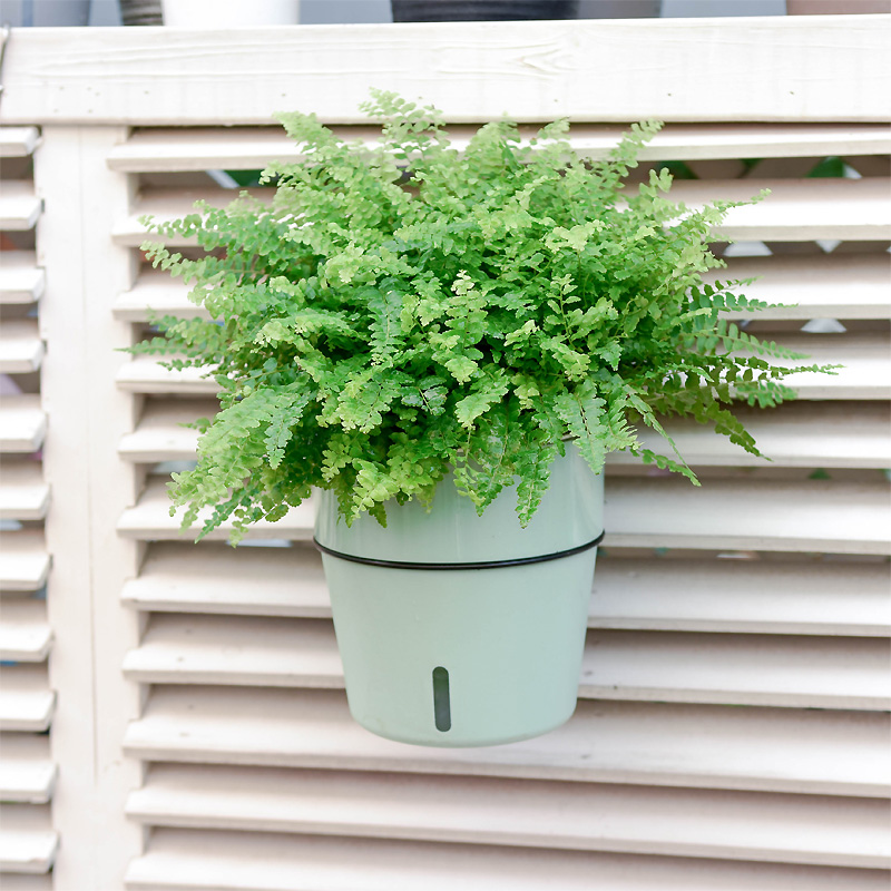 Wall hanging flower pot hanging wall hanging wall type flower disc wall-mounted water storage sloth self-absorbent hanging wall flower pot