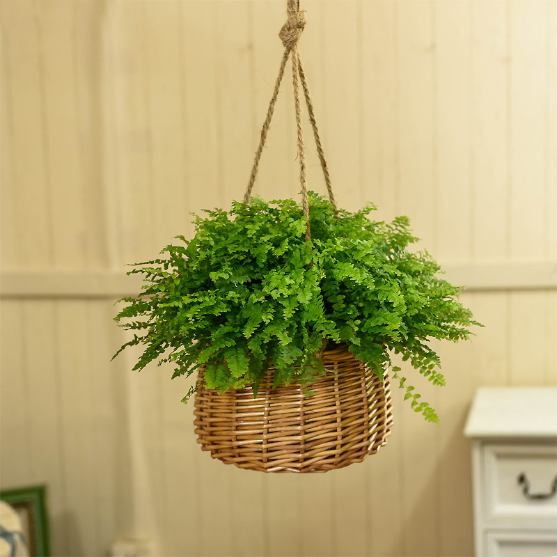 Chandelia flower pot hanging rattan choreography suspended hanging basin hanging chandelia pot hanging basin hanging basket flower pot
