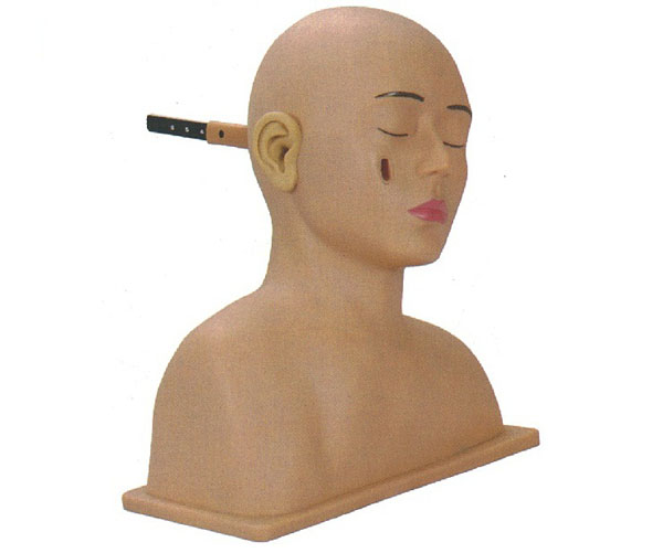 高级耳诊断模型模拟耳部耳朵训练模具耳镜检查教具