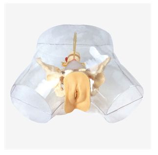 透明女性导尿模型|导尿器官模具