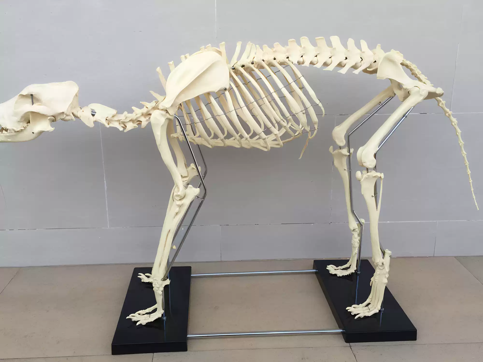 特大狗骨骼模型犬科动物骨骼模型兽医教学用狗骨架宠物教学模型ZJT