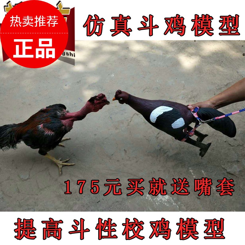 Fighting Chicken Supplies Fighting Chicken Model Fighting Chicken Training Supplies Fighting Chicken Emulation Chicken Fake Chicken Model Fighting Chicken-Taobao