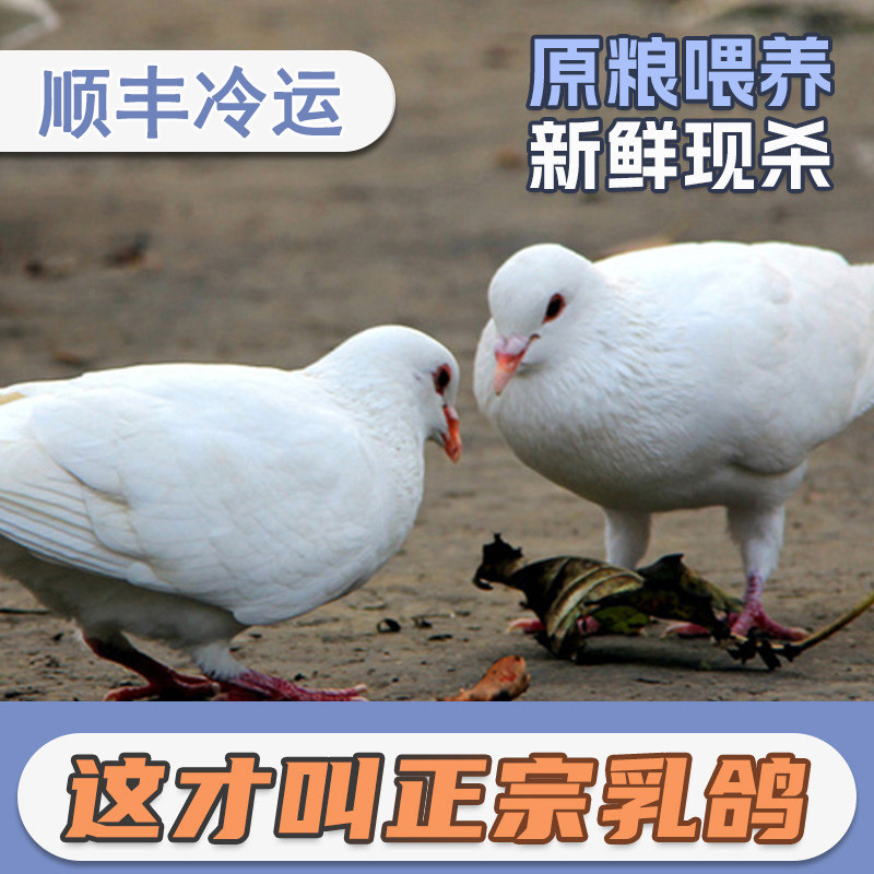3 pigeons freshly ground pigeon farmlands Farmloose Grilled Milk Pigeon Raw live Non-old pigeon meat Pot Soup-Taobao