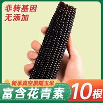 Whole box of 10 black corn (sweet and waxy large black corn) meal replacement breakfast coarse grain sweet waxy corn ready-to-eat for babies