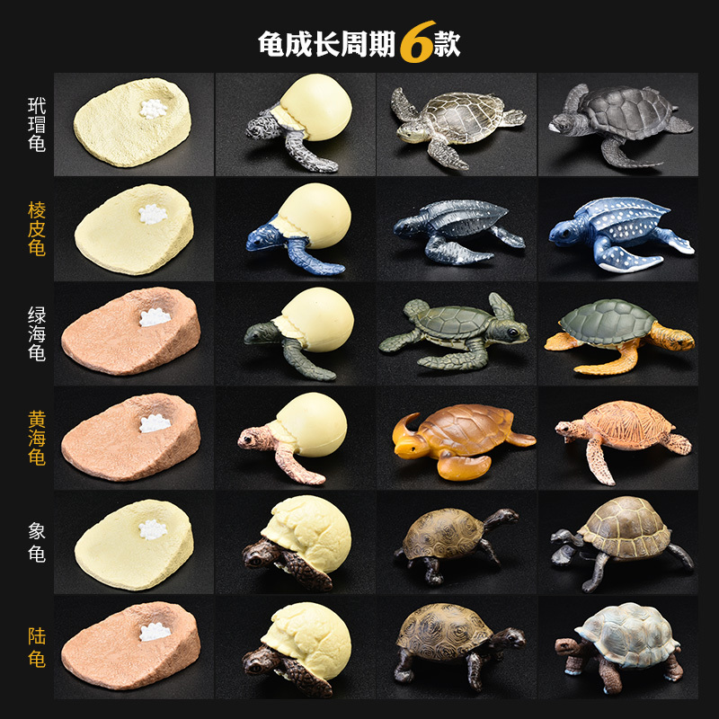 Children's Simulated Wild Animal Ocean Toy Model Growth and Development Cycle Tortoise Sea Turtle Land Turtle Snapping Turtle