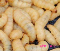 Corn worm Grape honey worm Live honey bag glider hamster Nutritional supplement Bird fish reptile feed Six boxes of bait