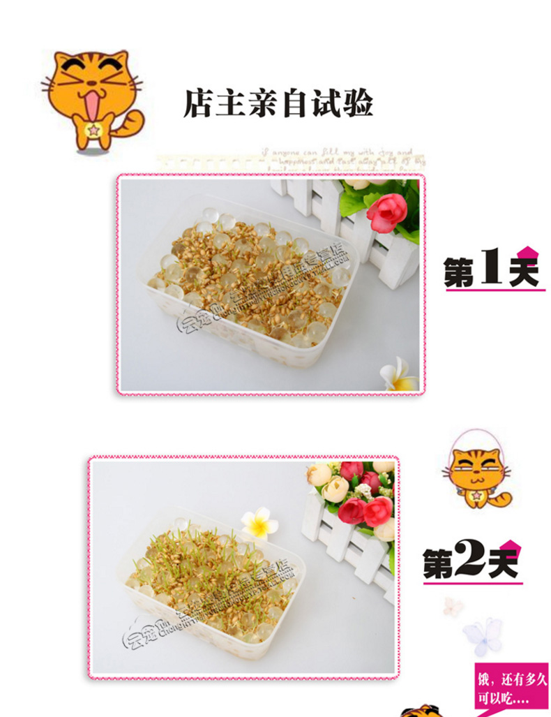 Bộ trồng cỏ mèo tự nhiên Đồ ăn nhẹ cho mèo tự nhiên Không có đất bùn pha lê Mèo hạt giống nảy mầm tỷ lệ cao hạt meo o