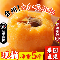 Zhejiang loquat frais gros fruits Bioclôture femme enceinte de fruits frais de fruits frais 5 cattresses Taizhou big red gown éclaté sucré