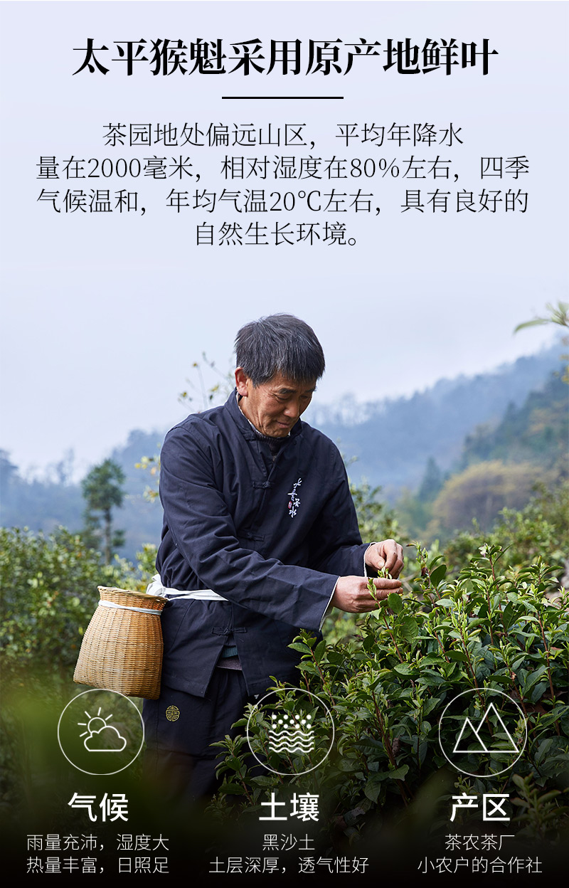 祁野 太平猴魁 特级绿茶 100g 图1