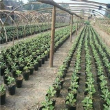 Пищевая чаша для питания пищевой бассейн