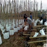 Толстые не -удрученные нафубинговые пакеты посадки мешки с посадкой пакетики с сумками, красивые пакеты, мешки с питательными пакетами большие