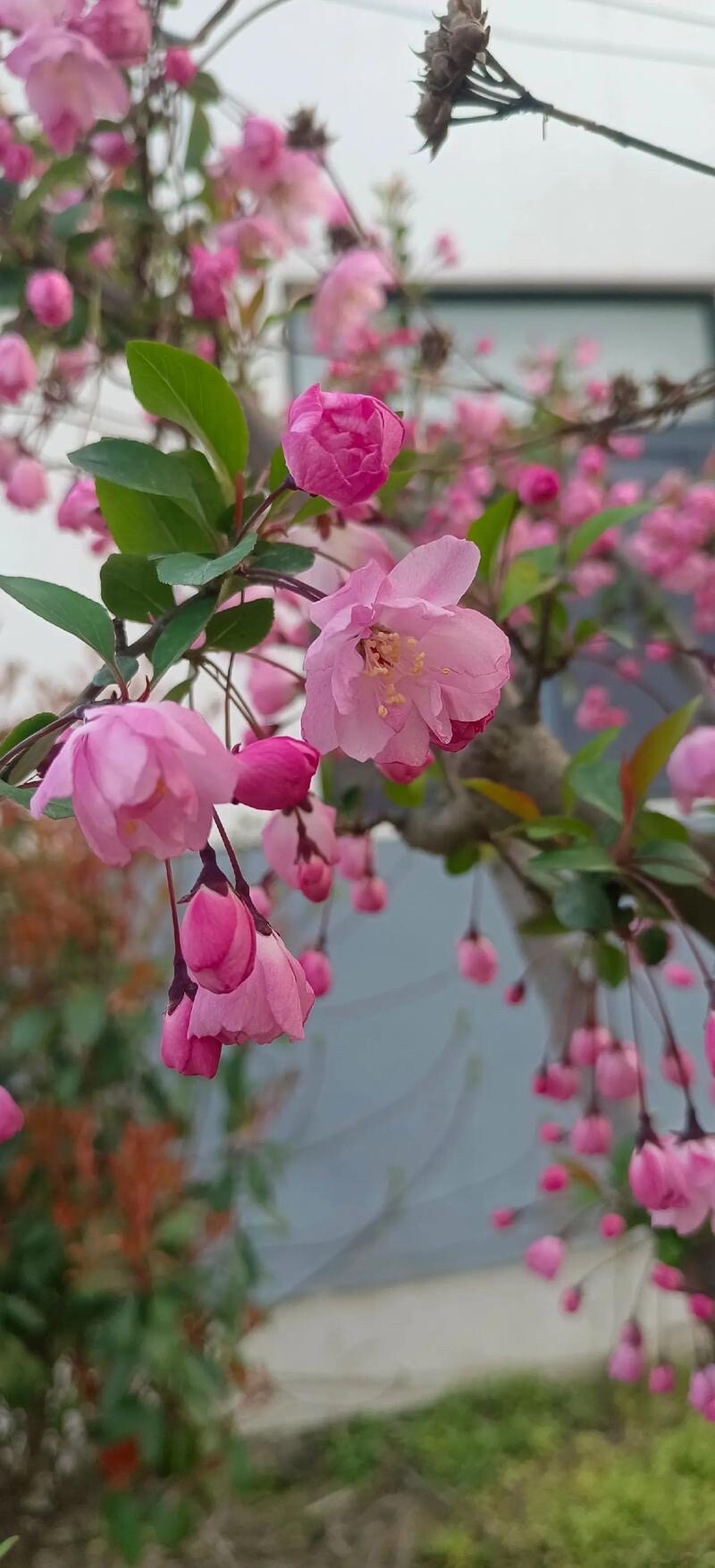 花开四莳卉