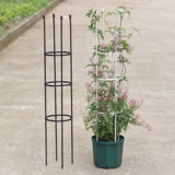 Садовые растения, поднимающиеся по розы роза Роза Роза Роза Комбинированная цветочная полка