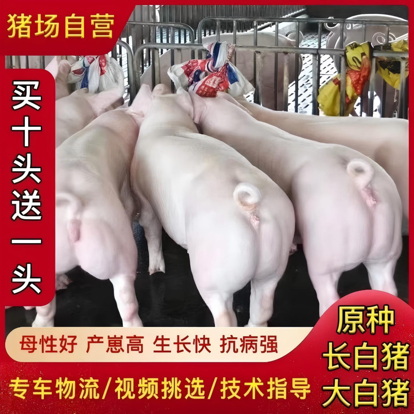 猪仔活苗纯种长大白二元母猪约克黑杜洛克种公猪宠物香猪土猪包邮，养猪新手必备！-香猪-淘宝好物网