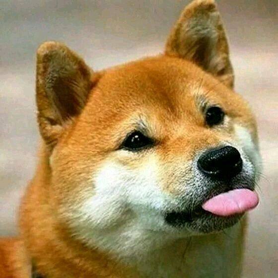 叮叮猫动漫