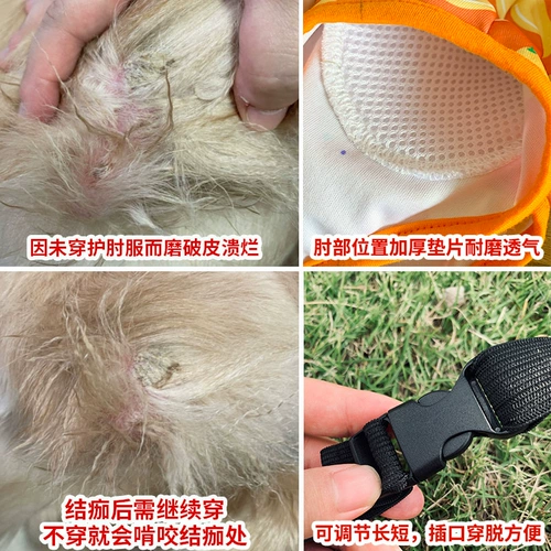 FA DOU DOLBOW CLOWN DOG DOG CONTER -KNEE GROTED GREE GREAT