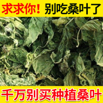 Frost mulberry leaf fresh and authentic dried medicinal herbs in bulk 500 grams with dandelion chrysanthemum and wolfberry soaked in water to drink