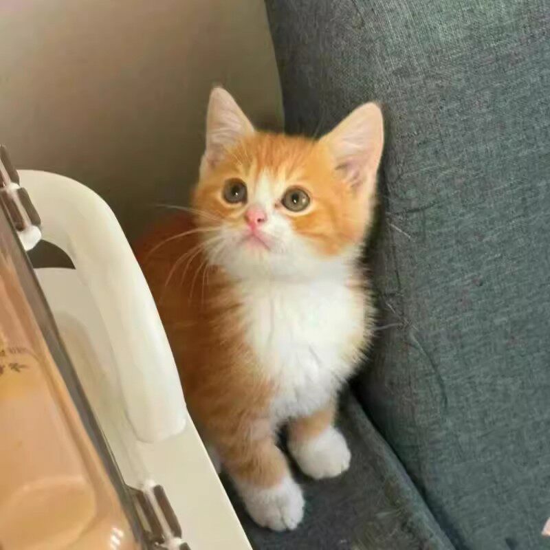 花猫 中华田园猫网红猫小橘猫纯土猫本地猫白猫三花猫便宜小幼猫捕鼠猫：你