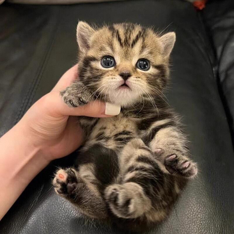家养中华田园猫幼猫狸花猫幼崽：抓老鼠小土猫，橘猫白猫黑猫真猫的萌宠