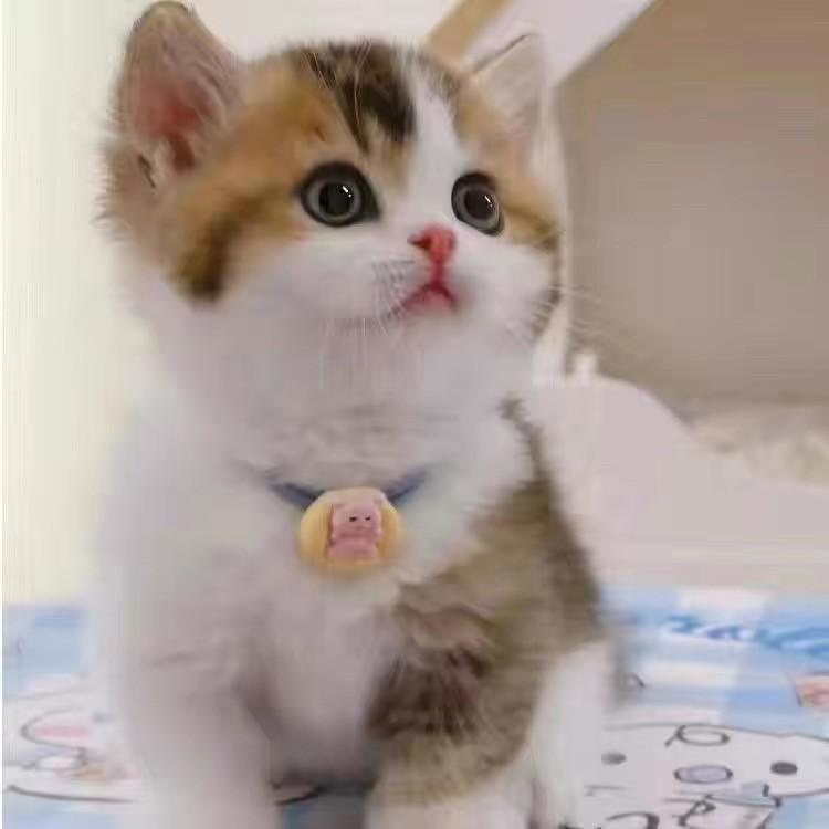 家养中华田园猫黑猫真猫狸花猫幼崽抓老鼠小土猫小猫橘猫白猫幼猫：萌宠