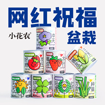 Net red filling office Green plant shake-up with the same desktop floral potted children Diy strawberry West to the day sunflower