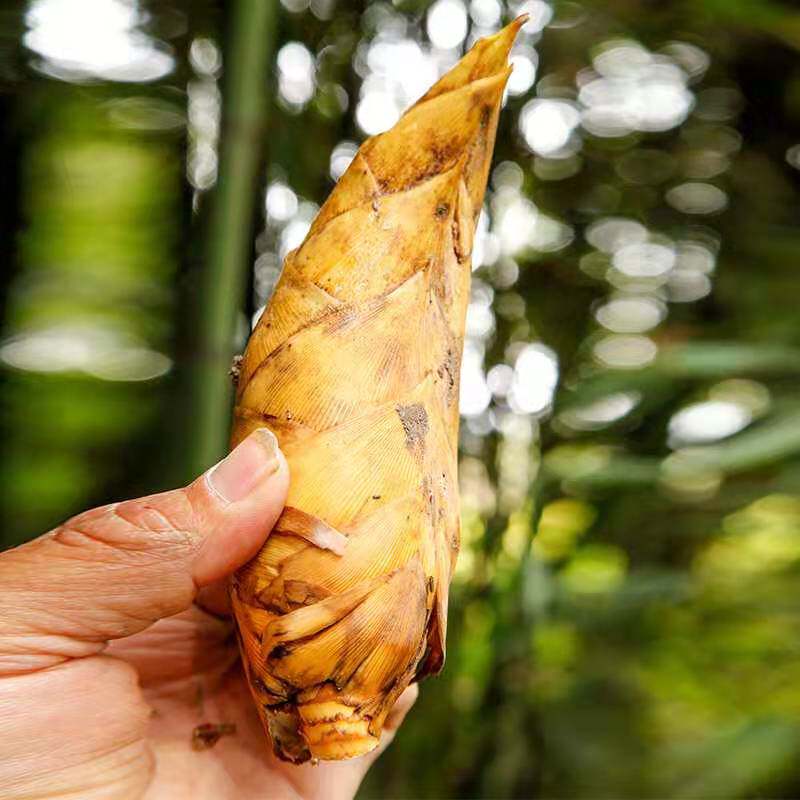 冬笋刚出土，要不要选择湖南城步的野生毛竹笋？