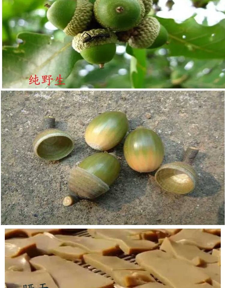 橡栗树,橡果树,橡栗_大山谷图库
