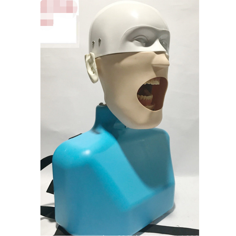 牙科口腔教学仿真模型头模树脂可拆卸牙齿备牙仿肩体绑椅式模型