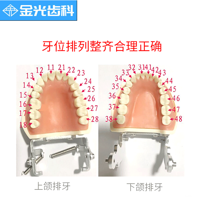 牙科备牙模型仿真全口牙粒口腔根管离体牙树脂牙28颗32颗牙齿整套