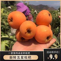 Fresh old variety loquat fresh fruit Guizhou farm loquat old tree fruit now picked and shipped to pregnant women 5 fruits