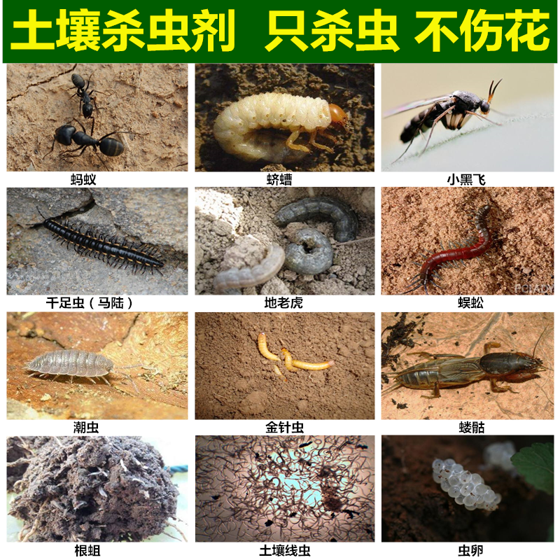 花盆盆栽杀虫剂家用土里花木办公室土壤除虫剂多肉植物水养药白粉