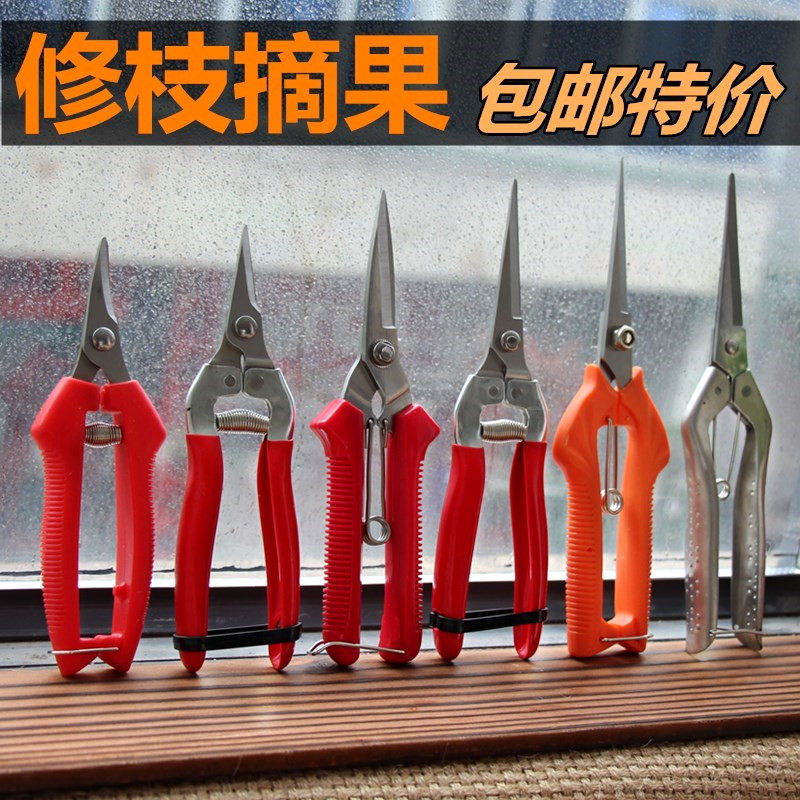 Quality grapes prunes Prunes Scissors Gardening for fruit citrus fruits and fruits and fruits and fruits and fruits and vegetables cut