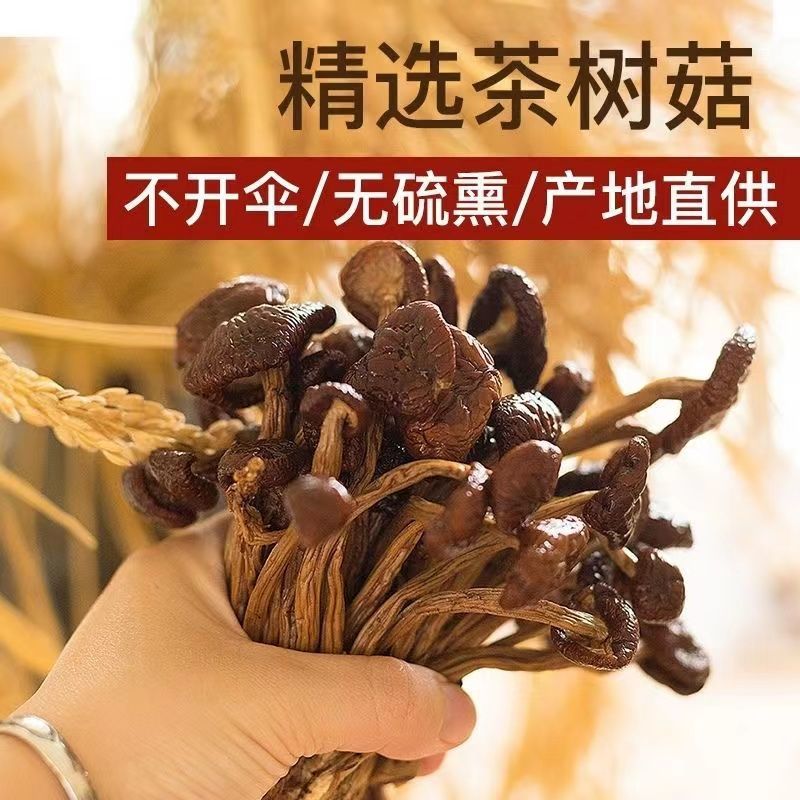 Fujian Gutian specially produced tea mushrooms dry tea tree mushrooms fresh tea tree mushrooms in the soup price of new tea tree mushrooms