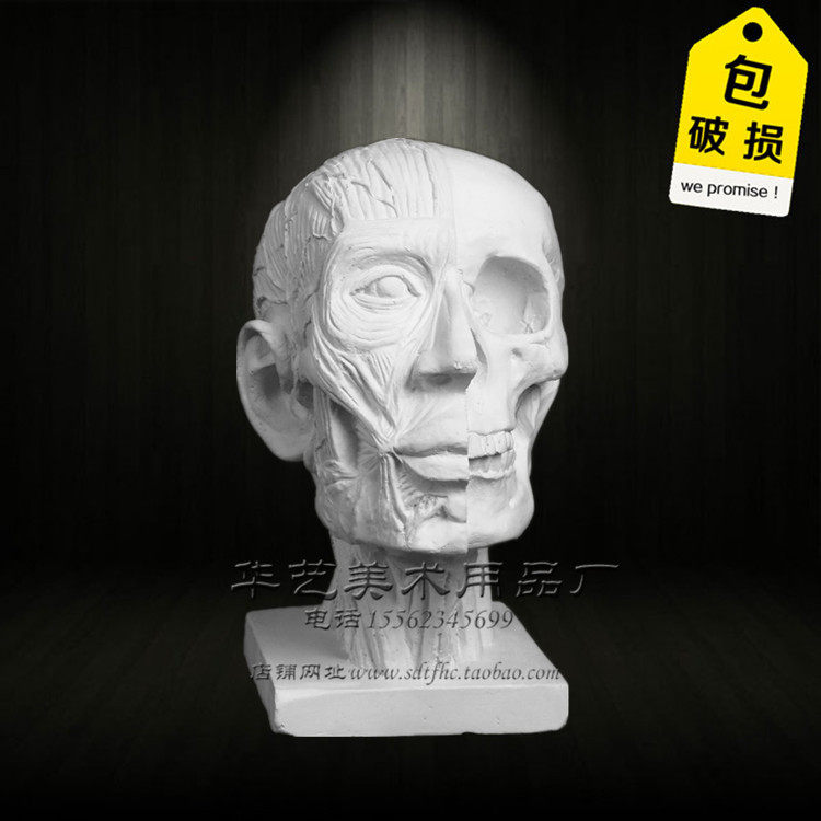 Painting Yue Art Plaster character head anatomy muscle skull sketch Plaster image Art room Sketching Still life equipment