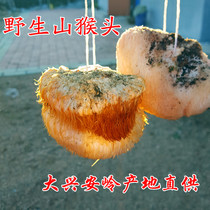 Daxinganling wild mountain Hericium head Wild Hericium erinaceus dried goods northeast specialty production area new 500g