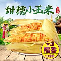  Yunnan Xishuangbanna sweet waxy small corn cob 10 pieces with skin flower corn ear bud rice vacuum packaging