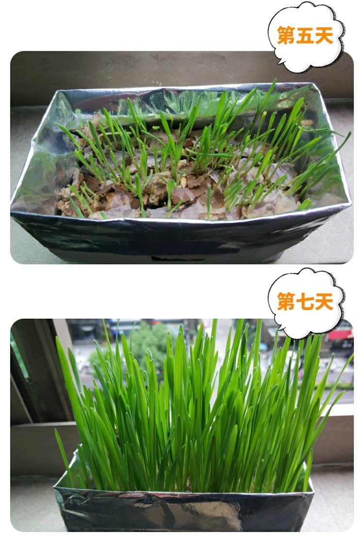 Soilless Cat Grass Hạt giống lúa mạch Cat Grass Cat Cat tự nhiên Depot Ball Cat Snack Điều hòa Tiêu hóa Dễ trồng Trồng không cần thẻ - Đồ ăn nhẹ cho mèo thức ăn thú cưng