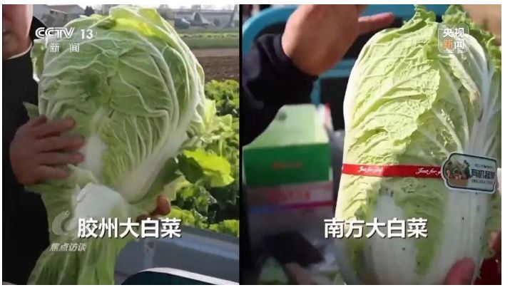假地标坑惨使用者!央视曝光:9 毛钱白菜伪装 “胶州大白菜” 卖天价